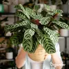 A person holds a potted plant in front of shelves filled with other plants and pots. Produktbild-Vorschau