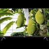 TCL 32V4C, 81,3 cm (32"), 1366 x 768 Pixel, QLED, Smart-TV, Produktbild-Vorschau 8