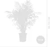 Bloomique - Chamaedorea Elegans - Palmier nain mexicain - Voir les images du produit 7