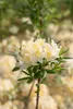Rhododendron luteum 'Daviesii', gelb, 50–60 cm Produktbild-Vorschau 7