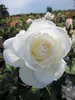 Rosa Schneewittchen® - Stammrose Schneewittchen® - Kordes Produktbild-Vorschau 1