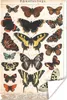 MuchoWow® Poster Schmetterlinge - Antiquitäten - Insekten - Produktbild-Vorschau 1