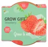 Wachsen Geschenke wachsenden Kit Erdbeere - Buzzy Produktbild-Vorschau 3