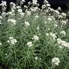6 x Siberische Edelweiss - Anaphalis triplinervis  | Topf Produktbild-Vorschau 1