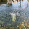 Bubbles rising from the bottom of a pond, with reflections of buildings and a fence in the water. Produktbild-Vorschau