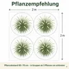 Stauden Gänge 1 x Pennisetum alopecuroides im 1 Liter Topf Produktbild-Vorschau 10