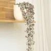 Ceropegia - Ceropegia linearis Woodii - Wysokość 20-30cm - Podgląd zdjęcia produktu 6