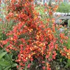 2 X Ginestra Lena / Cytisus Lena | Piccolo arbusto e Anteprima dell’immagine prodotto 2