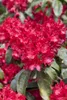 Rhododendron Hybr. 'Red Jack', rot, 40–50 cm Produktbild-Vorschau 1
