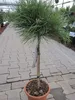 Hochstamm - Pinus nigra Marie Bregeon ® - Produktbild-Vorschau 3