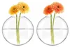 Omgoods - Set van 2 Glazen Wandplanten met Hydroponische Productafbeelding-voorbeeld 4