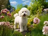 CALVENDO Puzzle Ein Motiv aus dem Kalender "Bichon frisé, Produktbild-Vorschau 3