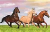 TREFL Display Puzzle World of Horses 54 Teile (40 Stück) Produktbild-Vorschau 5