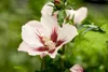 Hibiscus syriacus 'Hamabo', Roseneibisch, rosa Blüten, ca. Produktbild-Vorschau 3