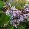 Flieder ´CARPE DIEM®´ auf Stamm 120  cm, Cont. 7,5 l Produktbild-Vorschau 2