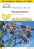 SAFLAX Anzucht Set - Blauglockenbaum - Paulownia tomentosa Produktbild-Vorschau 1