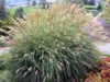Stauden Gänge 3 x Miscanthus sinensis 'Adagio' im 1 Liter Produktbild-Vorschau 5