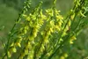 SAFLAX - Steinklee - Melilotus officinalis - 250 Samen Produktbild-Vorschau 9