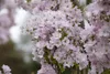Prunus serrulata 'Amanogawa', Japanische Säulenkirsche, Produktbild-Vorschau 5
