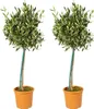 Two potted olive trees are shown against a white background. Podgląd zdjęcia produktu