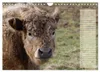 Glückliche Kühe (Wandkalender 2027 DIN A4 quer), CALVENDO Produktbild-Vorschau 4