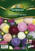 Sommerastern, Lady Coral Mischung Produktbild-Vorschau 3