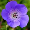 6 x Geranio da giardino  - Geranium 'Rozanne'  | Vaso 9 cm Anteprima dell’immagine prodotto 2