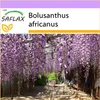 SAFLAX - africká vistéria - Bolusanthus africanus - 15 Náhľad obrázku produktu 10