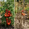Kalinova | Tomatendünger Spray - 750 Ml - Calcium - Zink - Produktbild-Vorschau 11