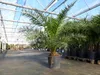 XXL 230 cm Phoenix canariensis, kanarische Dattelpalme Ø Produktbild-Vorschau 1
