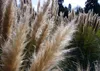 SAFLAX - Americká pampová tráva - Cortaderia selloana - 200 Náhľad obrázku produktu 5