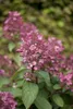 Rispenhortensie Wim's Red 40-60 cm, im Topf - Hydrangea Produktbild-Vorschau 3