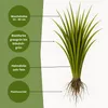 Bestellartikel Härtlicher Schwingel/ Schafschwingel festuca Produktbild-Vorschau 2