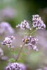 Origanum vulgare, Oregano, aromatisch, ca. 9x9 cm Topf Produktbild-Vorschau 6