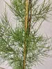 Tamarix tetandra, Tamariske, Höhe 80–100 cm, 2-Liter-Topf Produktbild-Vorschau 4