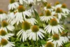 Stauden Gänge 3 x Echinacea purpurea 'PowWow White' - Produktbild-Vorschau 4