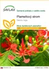 SAFLAX - plameňový strom - Delonix regia - 6 Semená Náhľad obrázku produktu 1