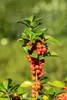 Ilex meserveae 'Heckenfee', ostrokrzew, zimozielony, 40-50 Podgląd zdjęcia produktu 9