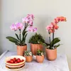 Phalaenopsis Orchideen – 4 Pflanzen – Treviso – Altrosa – Produktbild-Vorschau 3