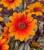 BALDUR Garten 1x Sonnenauge 'Orange Marble', einzigartig Produktbild-Vorschau 2
