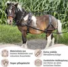 A pony wearing a harness in a field. Produktbild-Vorschau