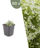 Plants by Frank | 60 Filziges Hornkraut Pflanzen | Produktbild-Vorschau 1