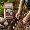 Pflanzknoblauch Primor 3 Knollen – aromatischer Knoblauch Produktbild-Vorschau 2