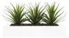 Centre de table - 3 Aloe Vera - H 17 cm Voir les images du produit 2