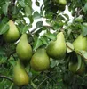 Novemberbirne, Novembra, robuste Spätherbstbirne, Produktbild-Vorschau 3