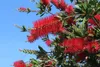 SAFLAX - Australischer Lampenputzer - 400 Samen - Produktbild-Vorschau 4