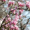 Close-up of pink magnolia flowers on branches against a blurred background. Podgląd zdjęcia produktu