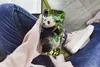 MuchoWow® Handyhülle Schutzhülle Hülle für iPhone XR Panda Produktbild-Vorschau 3