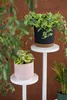 Three potted plants are displayed on white plant stands against a brown background. Anteprima dell’immagine prodotto