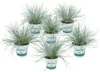 Bloomique - Zestaw 6 szt. - Festuca Glauca Compacta Blue - Podgląd zdjęcia produktu 1